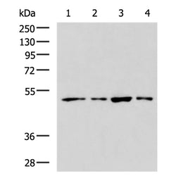 BMP4 rabbit polyclonal antibody