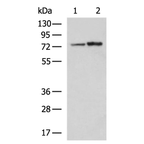 CAPN6 rabbit polyclonal antibody