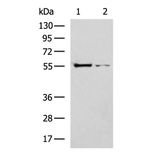 CAP1 rabbit polyclonal antibody