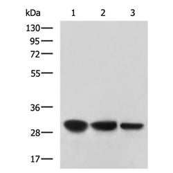 CA3 rabbit polyclonal antibody