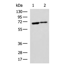 EGR1 rabbit polyclonal antibody