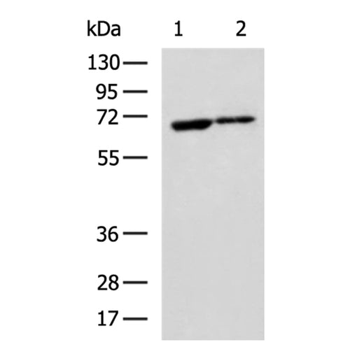 EGR1 rabbit polyclonal antibody