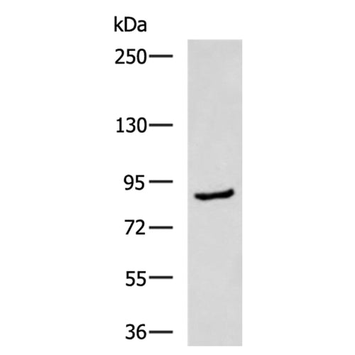 MAPK7 rabbit polyclonal antibody