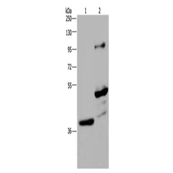 GAS7 rabbit polyclonal antibody