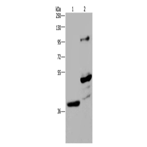 GAS7 rabbit polyclonal antibody