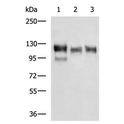 ITGB1 rabbit polyclonal antibody