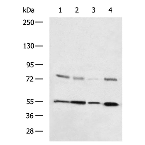 HDC rabbit polyclonal antibody
