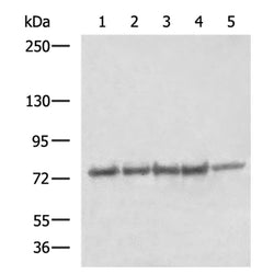 MASP1 rabbit polyclonal antibody