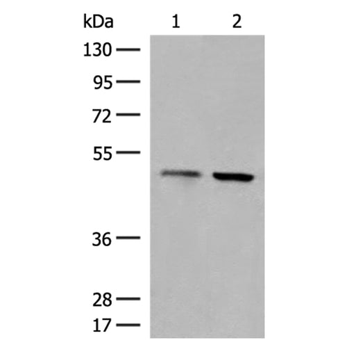 MITF rabbit polyclonal antibody