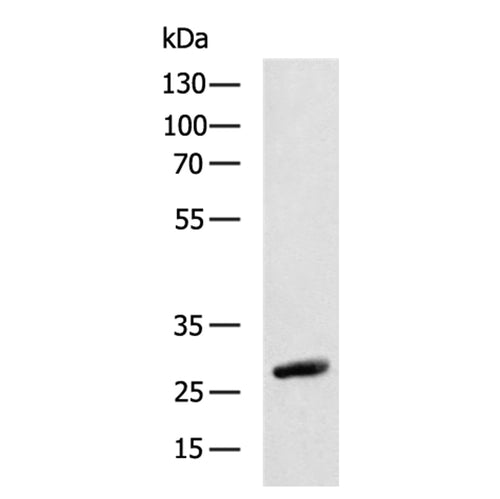 BDNF rabbit polyclonal antibody