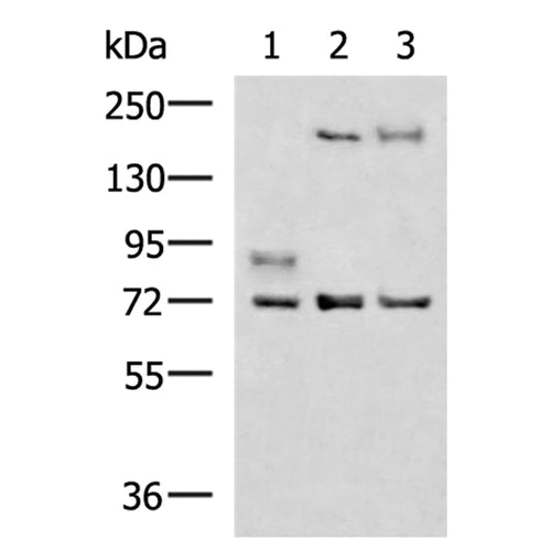 OAS2 rabbit polyclonal antibody