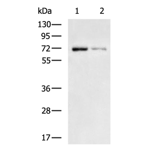 PRKCA rabbit polyclonal antibody