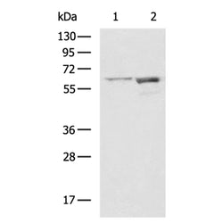 SRC rabbit polyclonal antibody