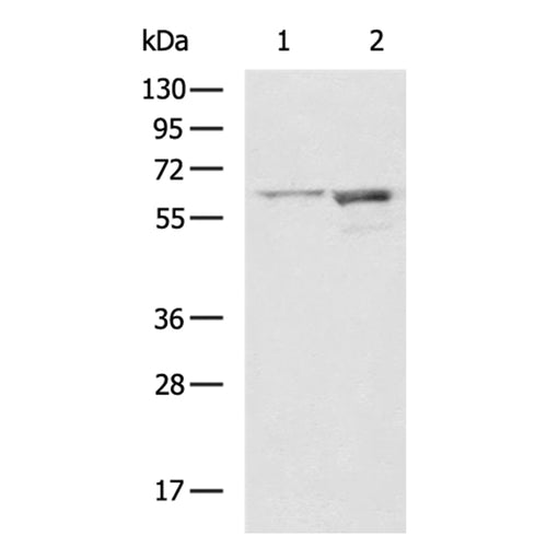 SRC rabbit polyclonal antibody