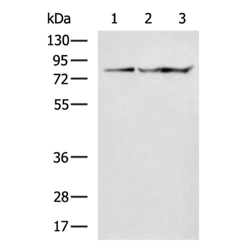 TGM2 rabbit polyclonal antibody