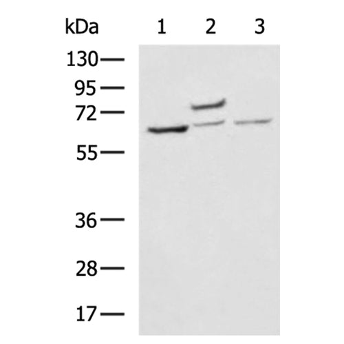TNFRSF1B rabbit polyclonal antibody