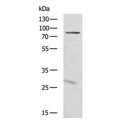 ACOX2 rabbit polyclonal antibody