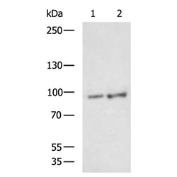 AGO2 rabbit polyclonal antibody