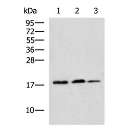AGR3 rabbit polyclonal antibody
