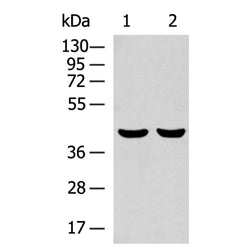 CABLES1 rabbit polyclonal antibody