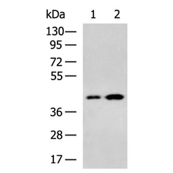 CD33 rabbit polyclonal antibody