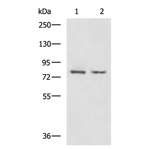 DACH1 rabbit polyclonal antibody