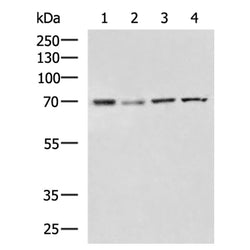 DHCR7 rabbit polyclonal antibody