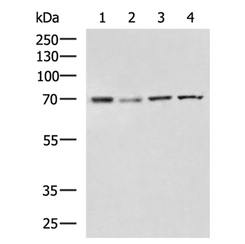 DHCR7 rabbit polyclonal antibody