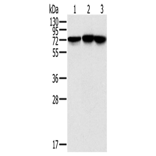 NDUFS1 rabbit polyclonal antibody