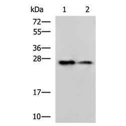 PGRMC2 rabbit polyclonal antibody