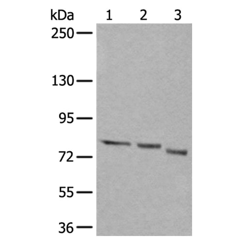 QSOX1 rabbit polyclonal antibody