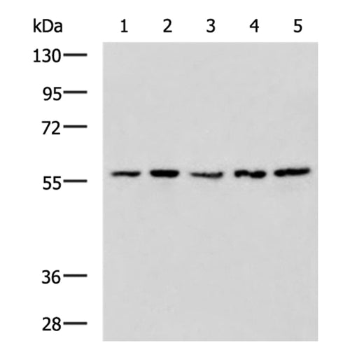 TRIM27 rabbit polyclonal antibody