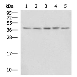 STRAP rabbit polyclonal antibody