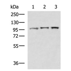 VIL1 rabbit polyclonal antibody