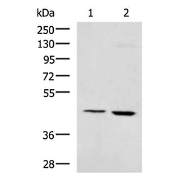 VSIG8 rabbit polyclonal antibody