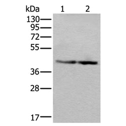 WDR18 rabbit polyclonal antibody