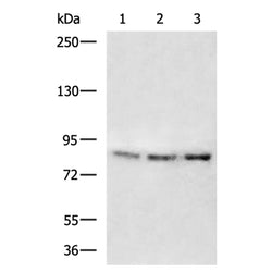 YY1AP1 rabbit polyclonal antibody
