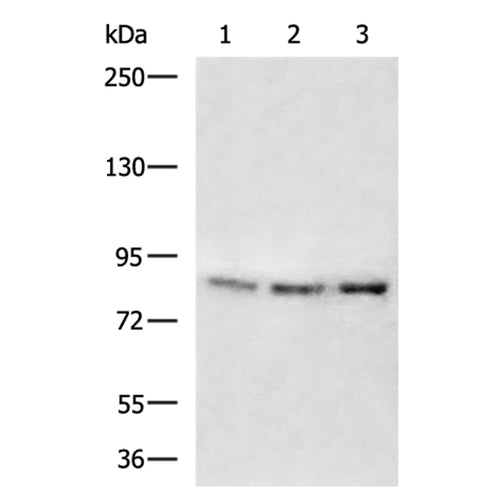 YY1AP1 rabbit polyclonal antibody