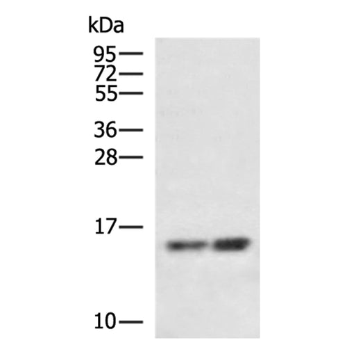 UQCRH rabbit polyclonal antibody