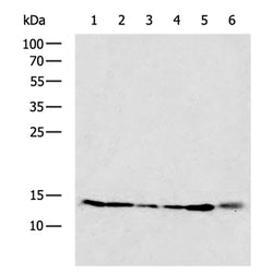MMGT1 rabbit polyclonal antibody