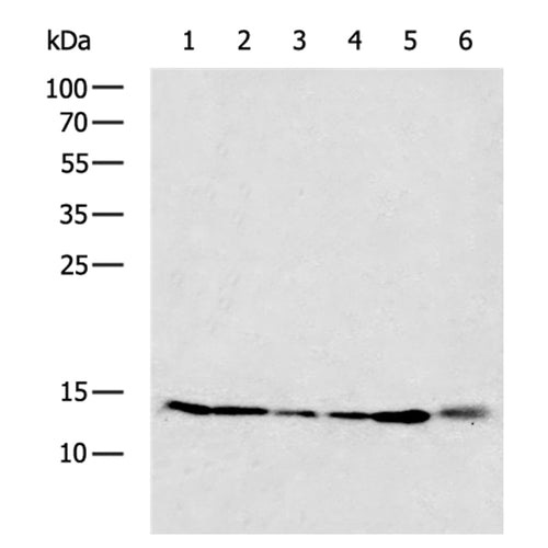 MMGT1 rabbit polyclonal antibody