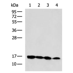 MRPS18C rabbit polyclonal antibody