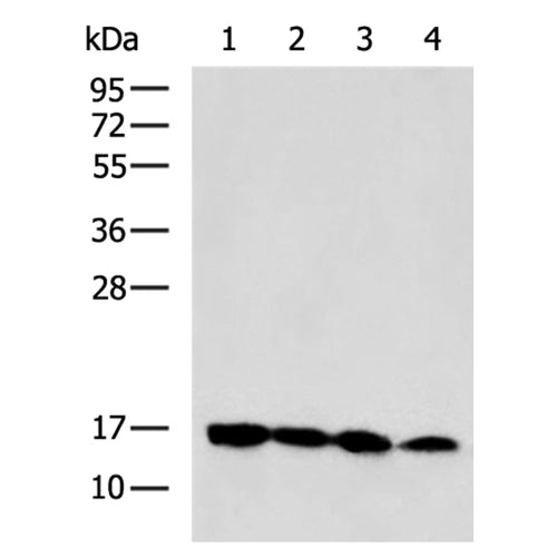 MRPS18C rabbit polyclonal antibody