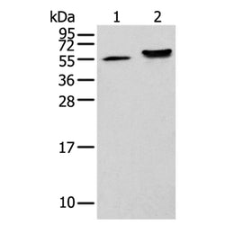 CAPS2 rabbit polyclonal antibody