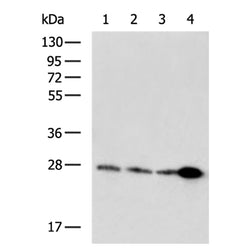 FKBP7 rabbit polyclonal antibody