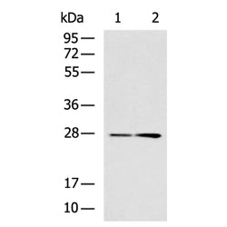 TWSG1 rabbit polyclonal antibody