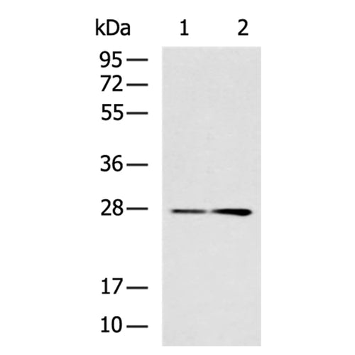 TWSG1 rabbit polyclonal antibody