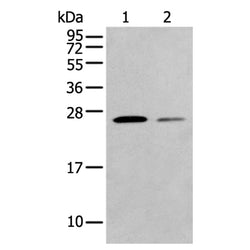 FAM3D rabbit polyclonal antibody