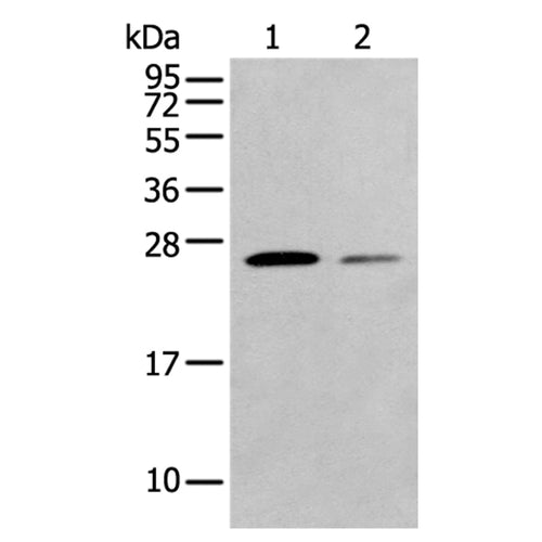 FAM3D rabbit polyclonal antibody