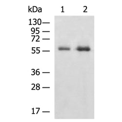 UGT3A1 rabbit polyclonal antibody